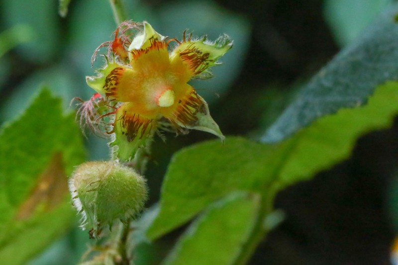Rubus alceifolius photo 2