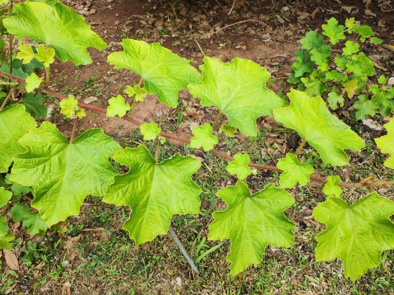 Rubus alceifolius photo 3