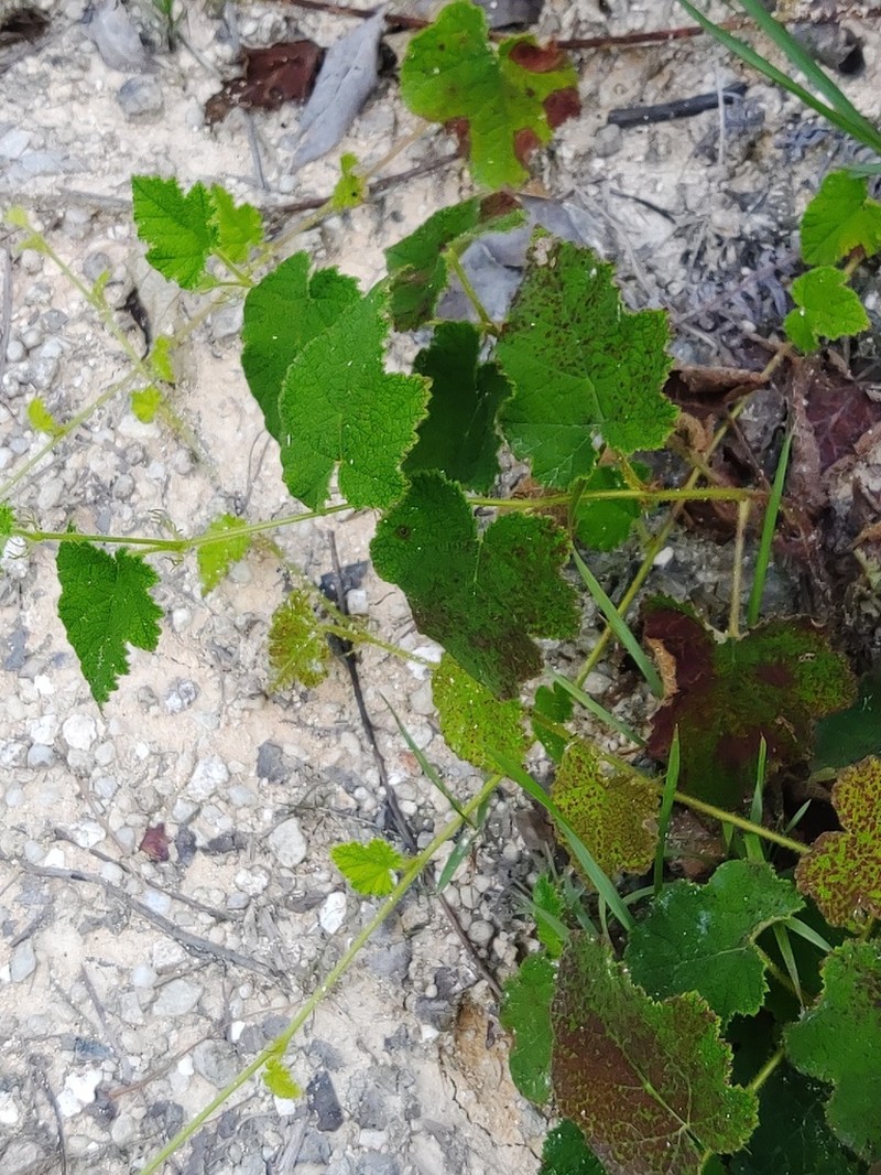 Rubus alceifolius photo 4
