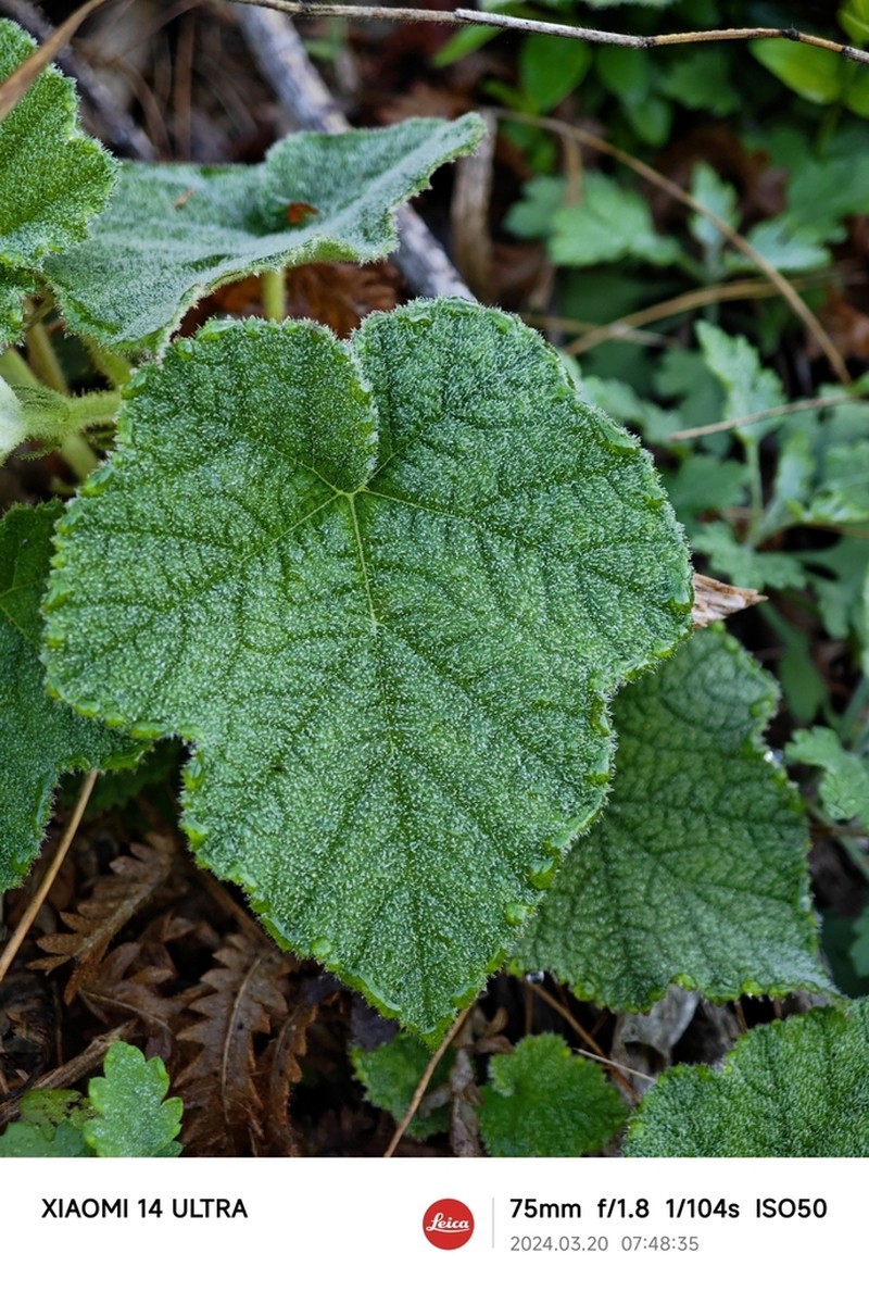 Rubus alceifolius photo 5