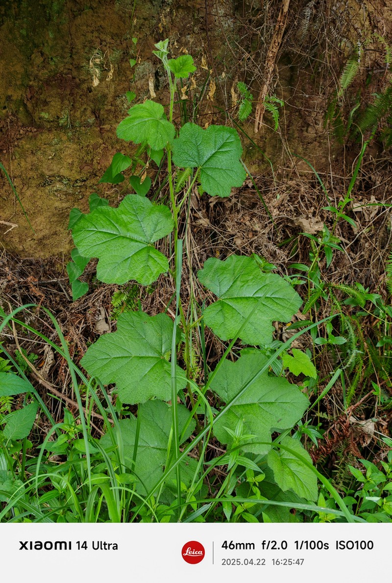 Rubus alceifolius photo 6