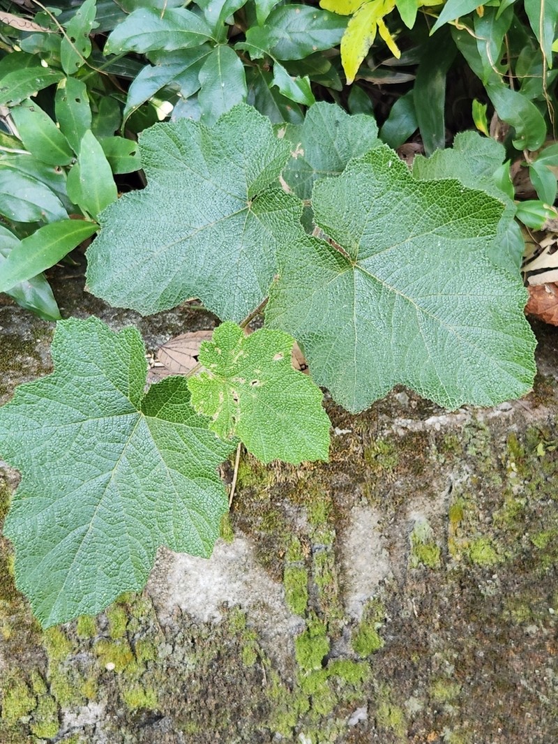 Rubus alceifolius photo 7