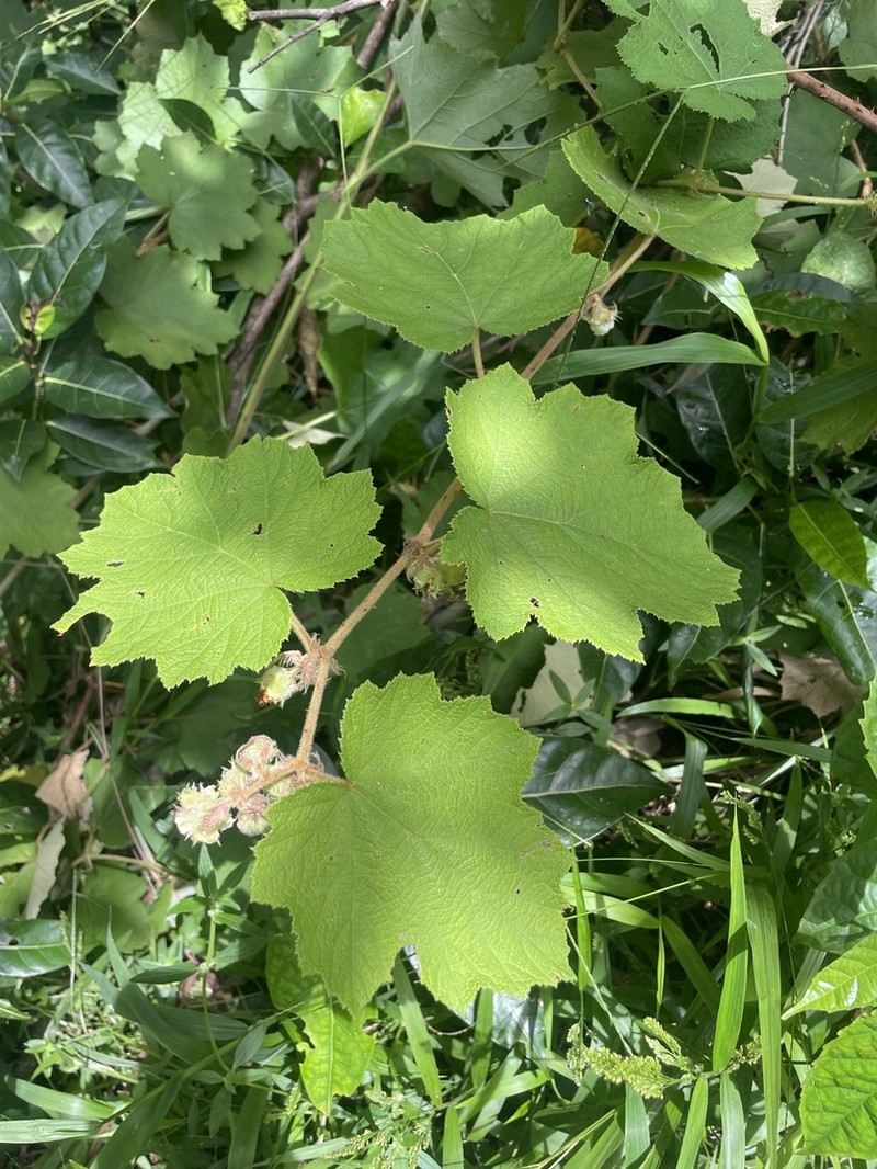 Rubus alceifolius photo 8