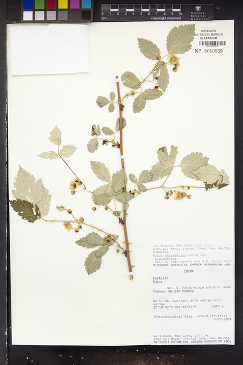 Rubus alexeterius var. alexeterius