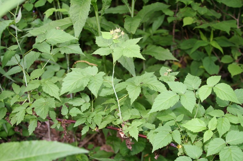 Allegheny Blackberry