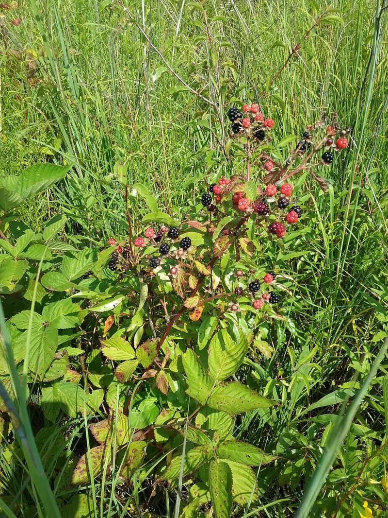 West Virginia Blackberry photo 7