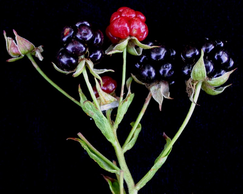 Marshland Blackberry photo 4