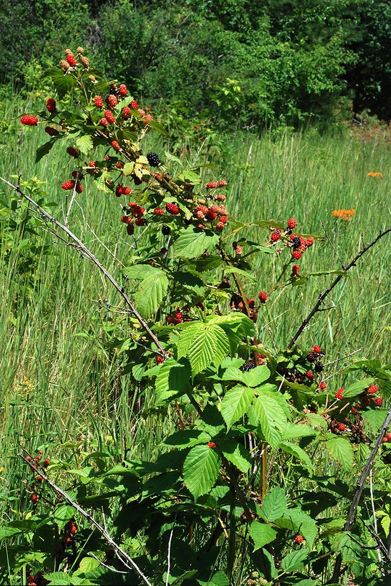 Pugnacious Blackberry