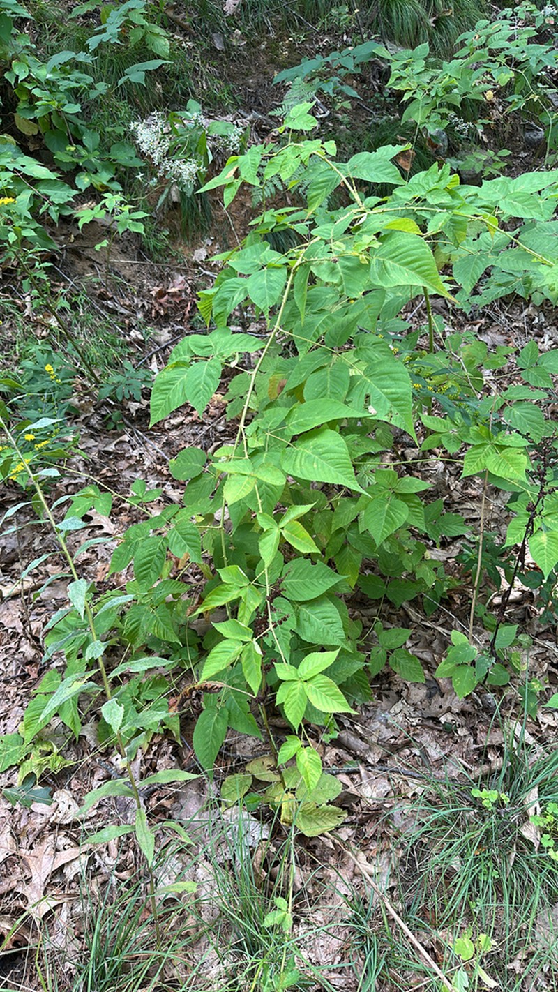 Pugnacious Blackberry photo 6