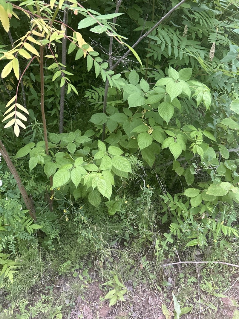 Cacapon River Blackberry photo 6