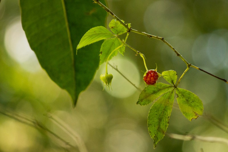 Rubus alpestris photo 2