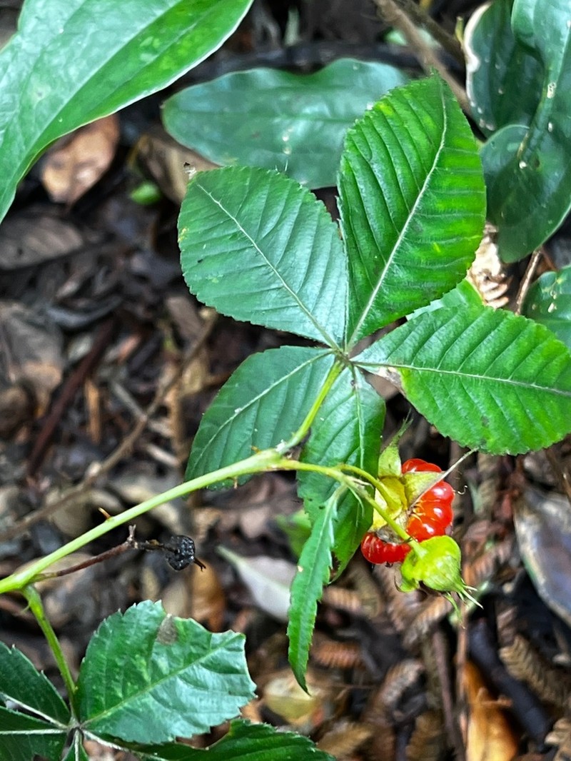 Rubus alpestris photo 3
