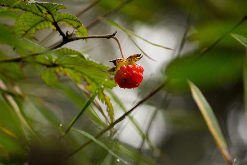 Rubus alpestris photo 4