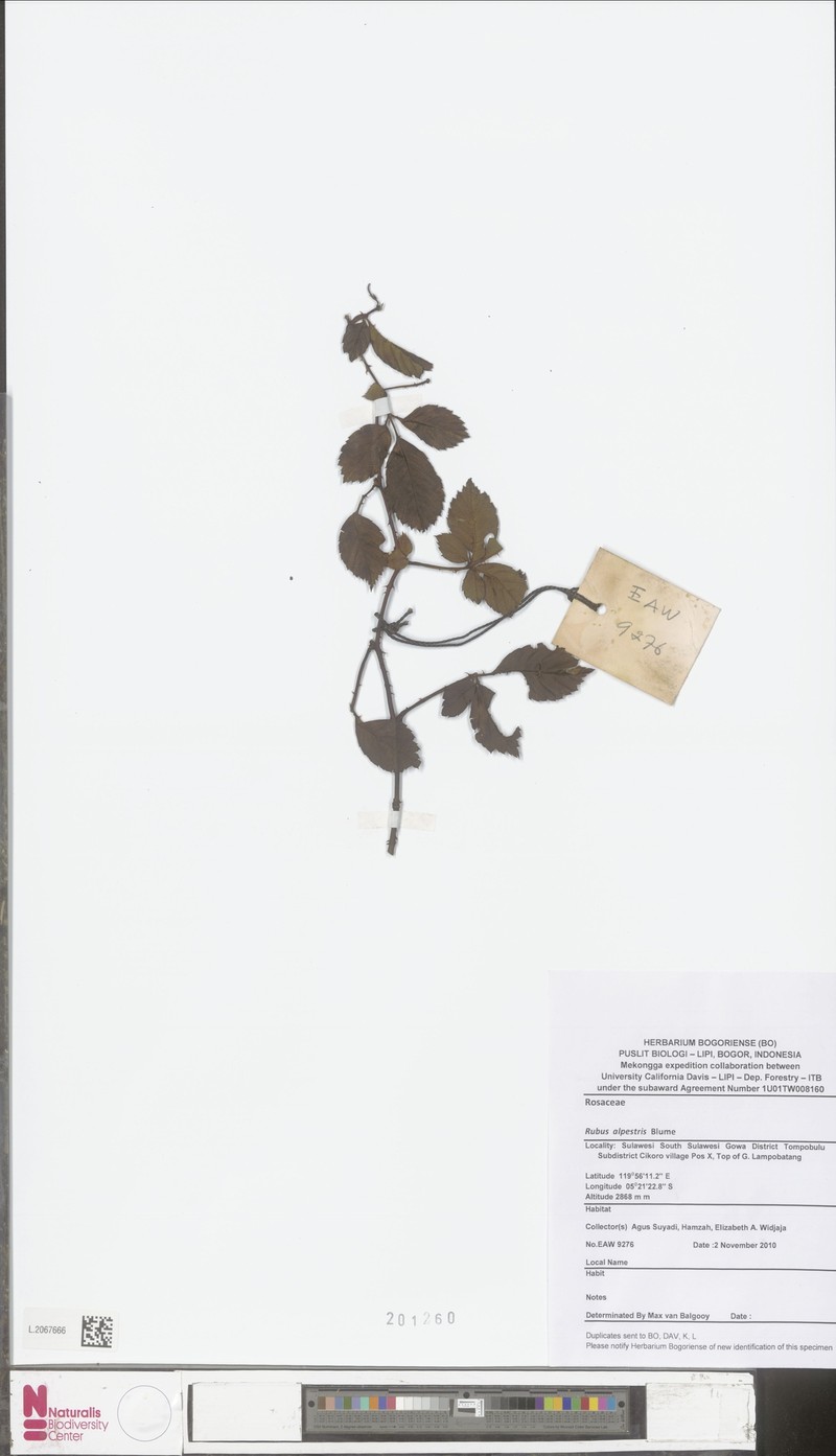 Rubus alpestris photo 5