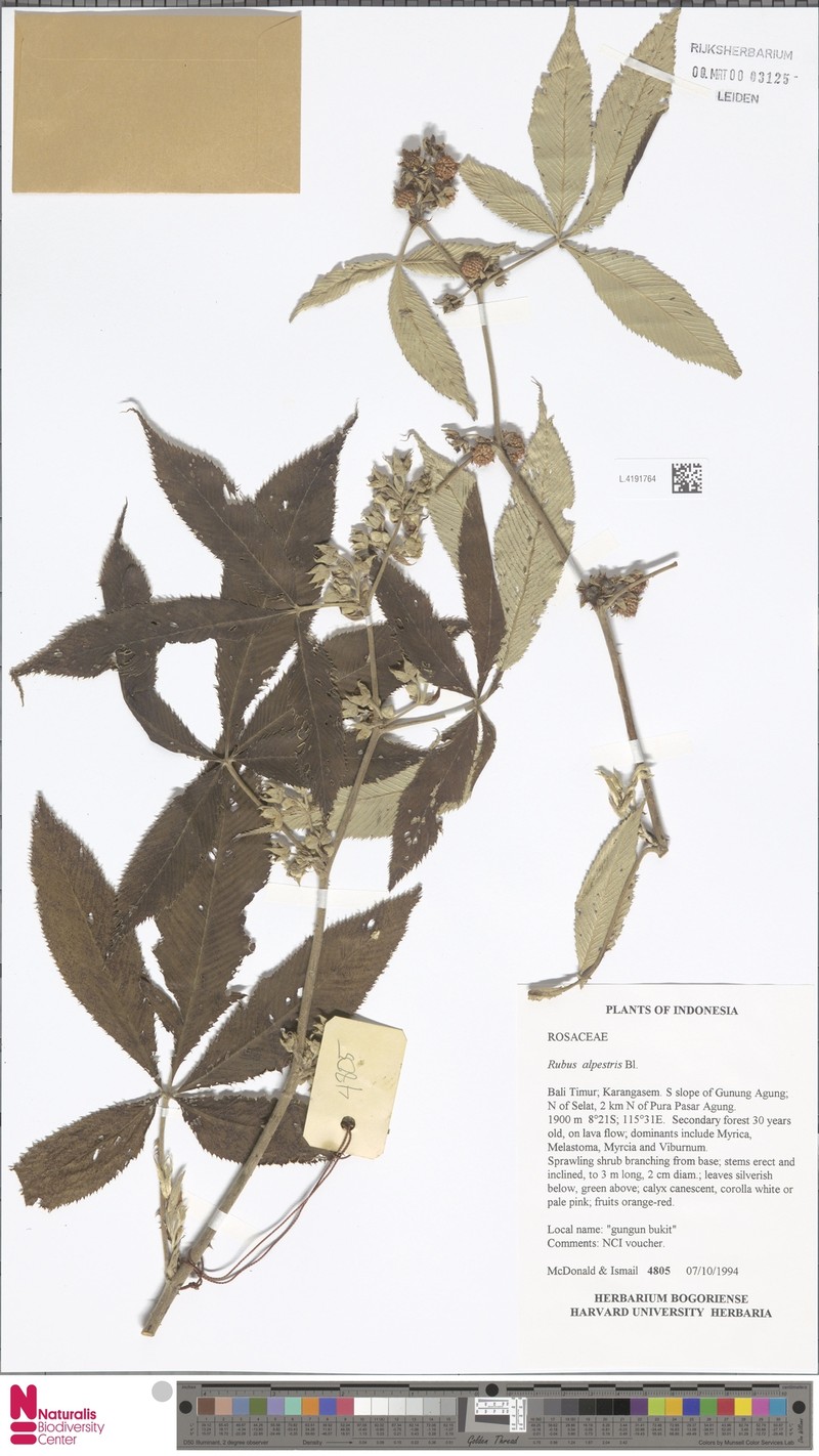 Rubus alpestris photo 6