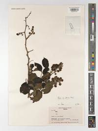 Rubus alpinus