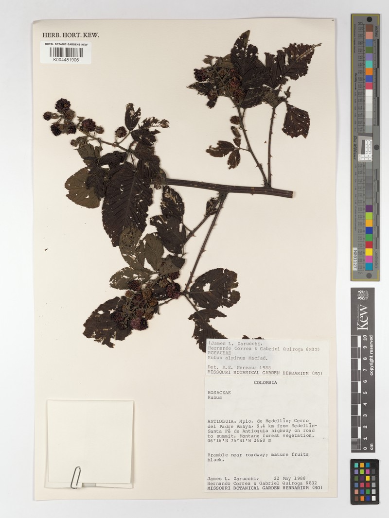 Rubus alpinus photo 2