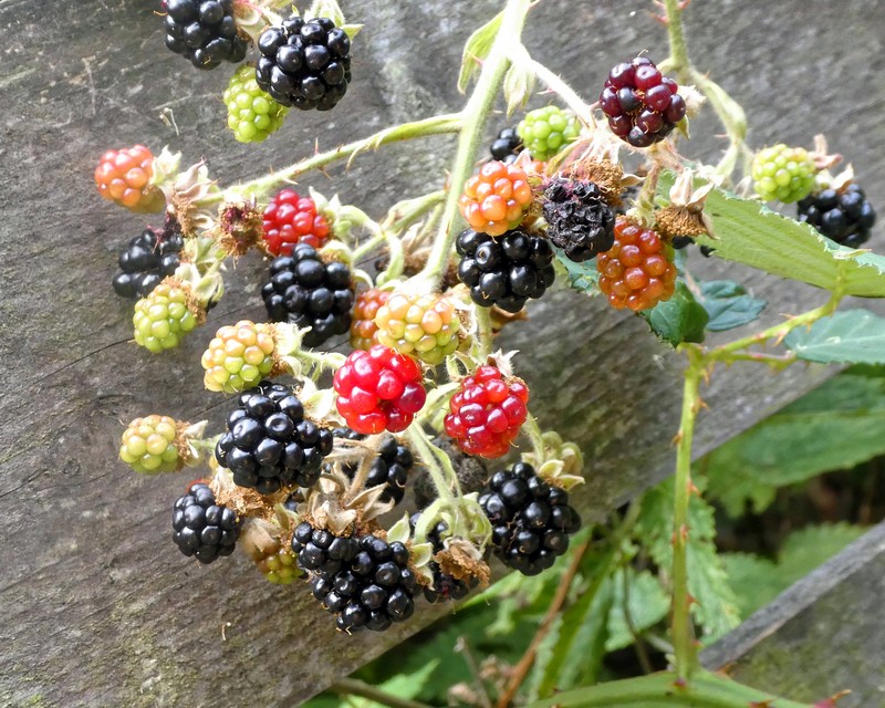 Maine Dewberry