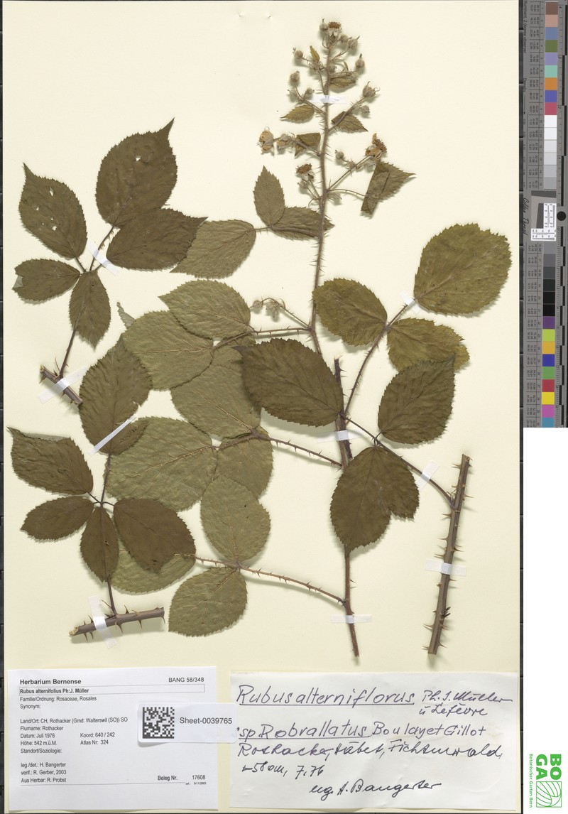 Rubus alterniflorus