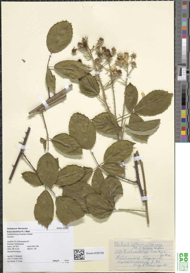 Rubus alterniflorus photo 2
