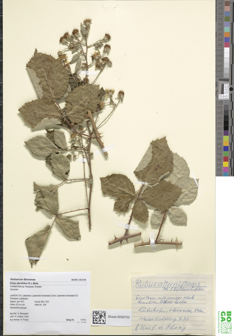 Rubus alterniflorus photo 3