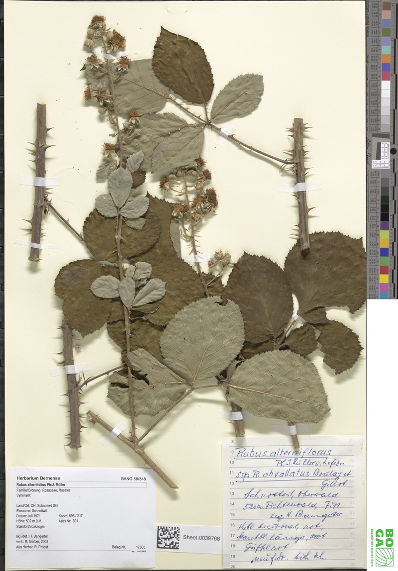 Rubus alterniflorus photo 4