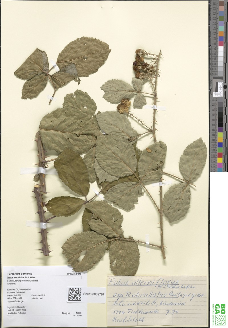 Rubus alterniflorus photo 5