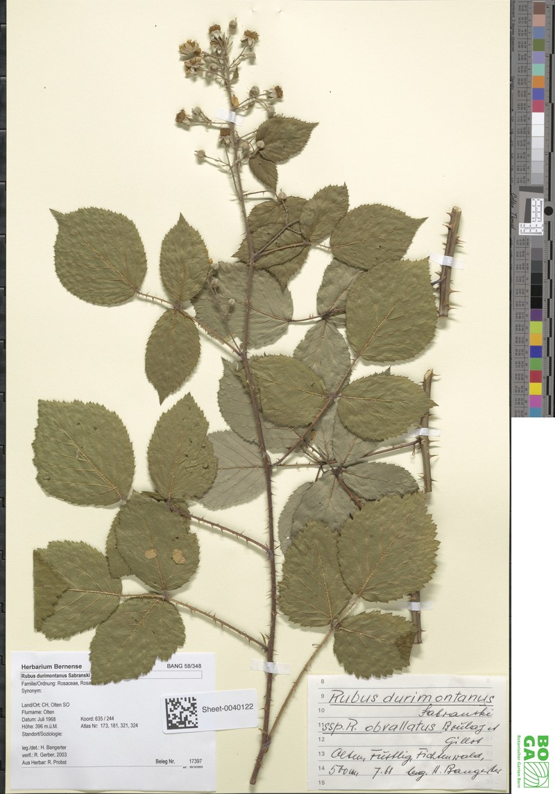 Rubus alterniflorus photo 6