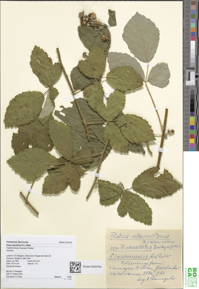 Rubus alterniflorus photo 7