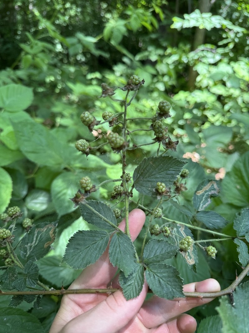 Oldfield Blackberry