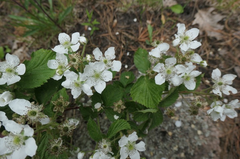 Oldfield Blackberry photo 5