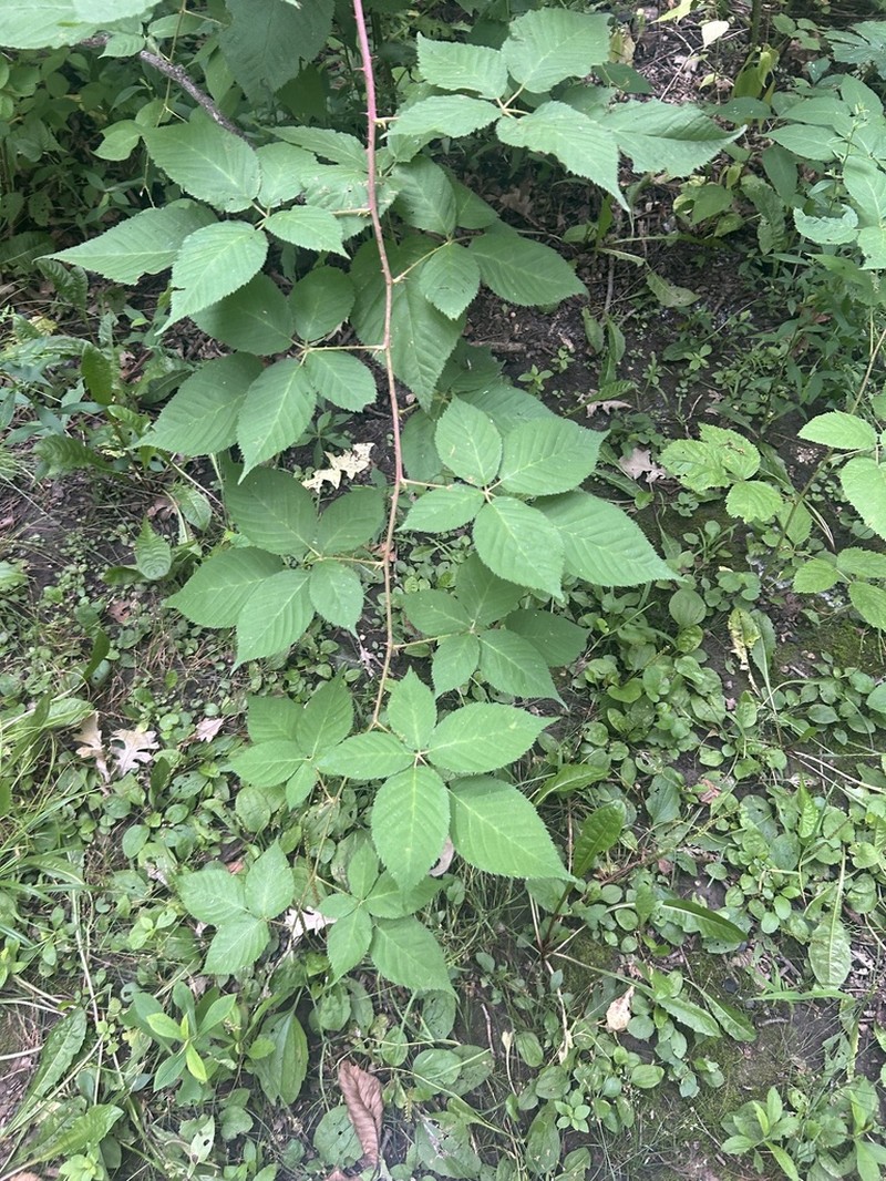 Oldfield Blackberry photo 6
