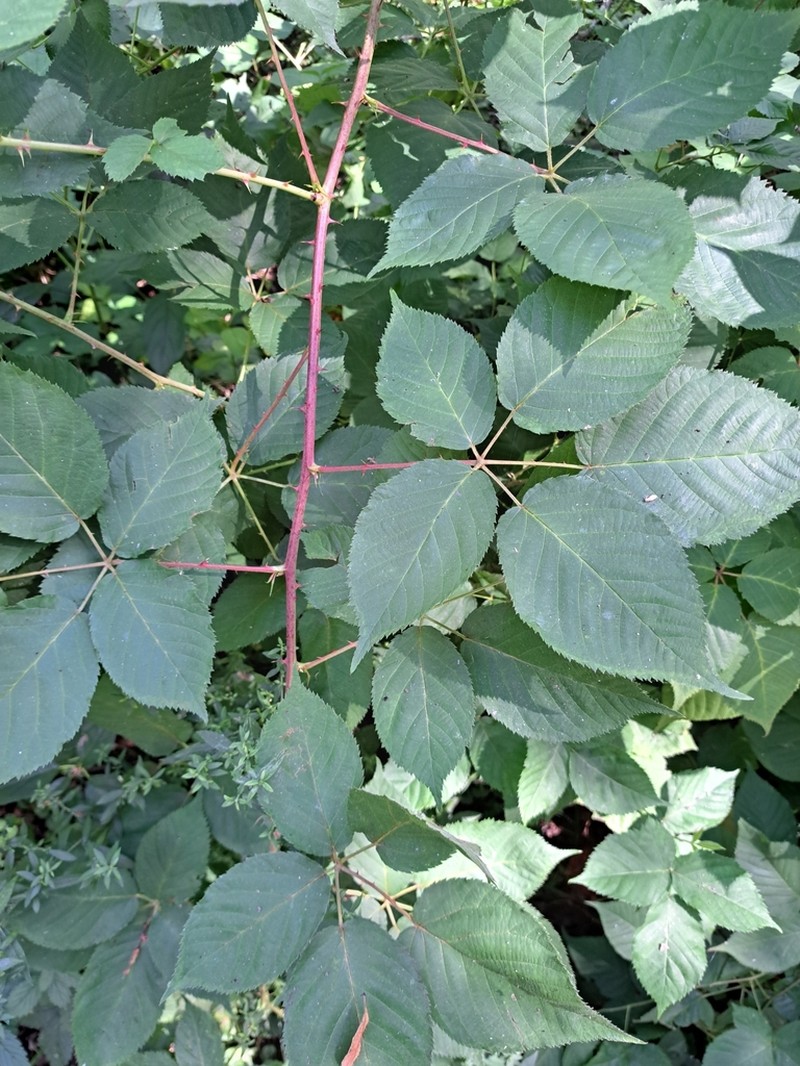 Oldfield Blackberry photo 7