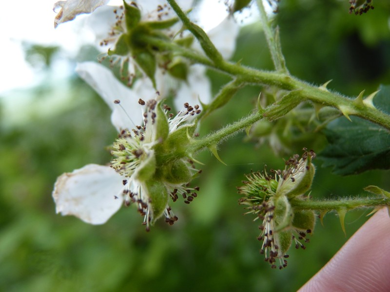Oldfield Blackberry photo 8