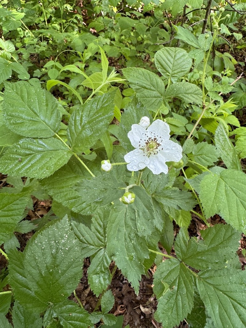 Silver Creek Blackberry photo 2