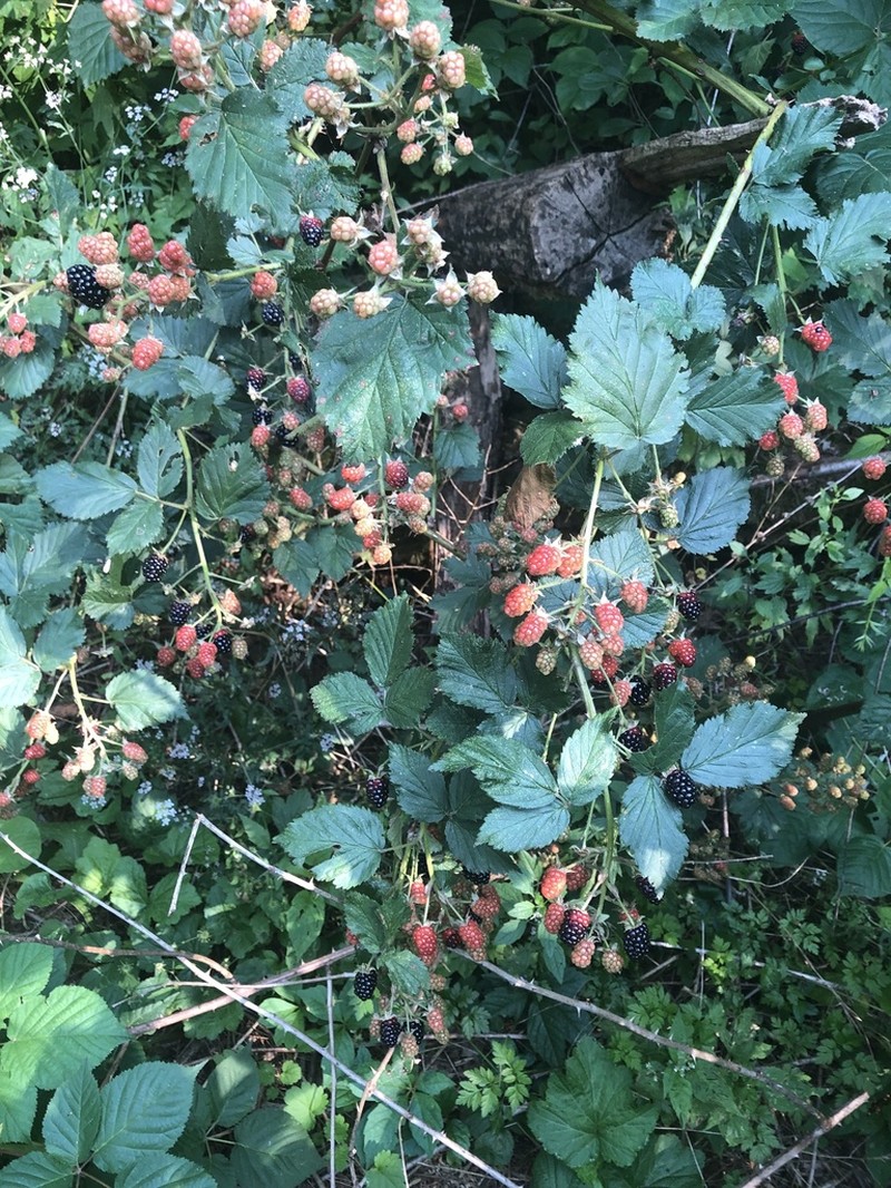 Silver Creek Blackberry photo 3