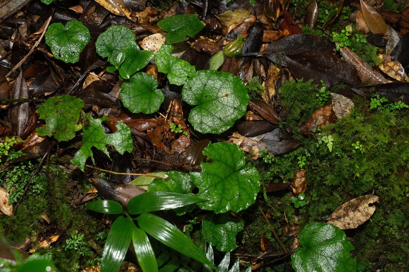 Rubus amamianus photo 2