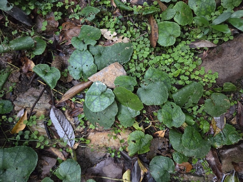 Rubus amamianus photo 3
