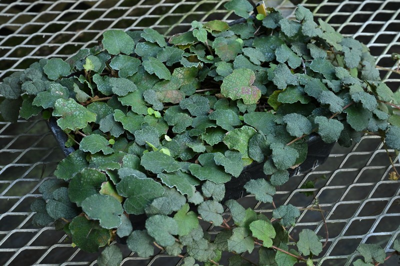 Rubus amamianus