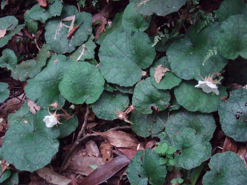 Rubus amamianus photo 4