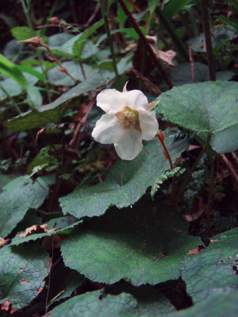 Rubus amamianus photo 5