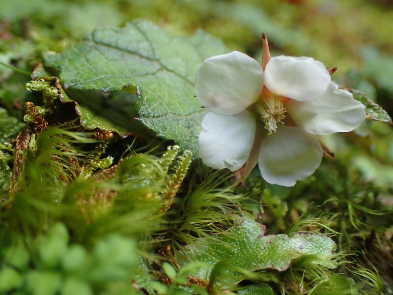 Rubus amamianus photo 6