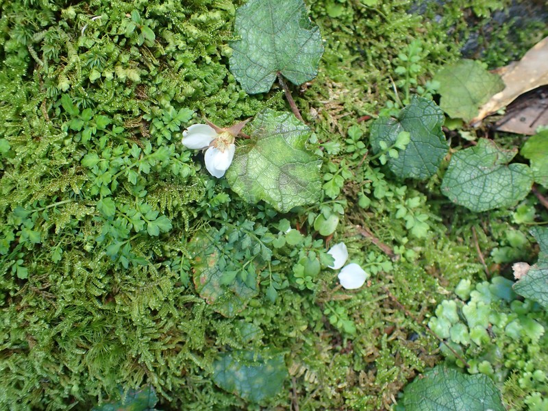 Rubus amamianus photo 7
