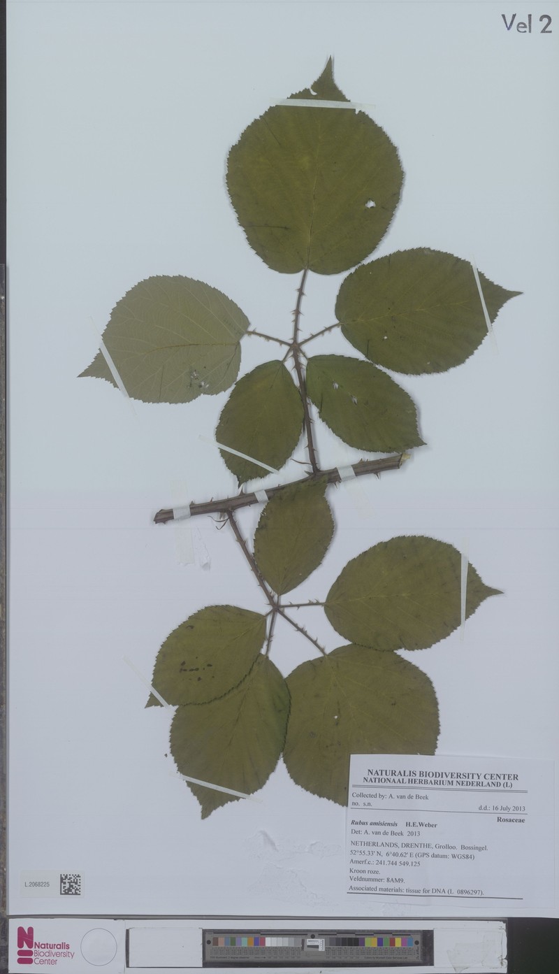 Rubus amisiensis