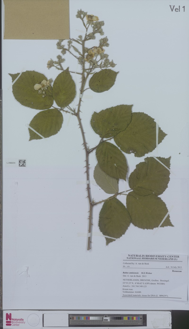 Rubus amisiensis photo 2