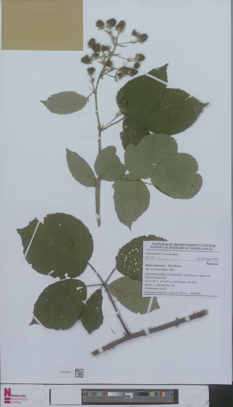 Rubus amisiensis photo 3