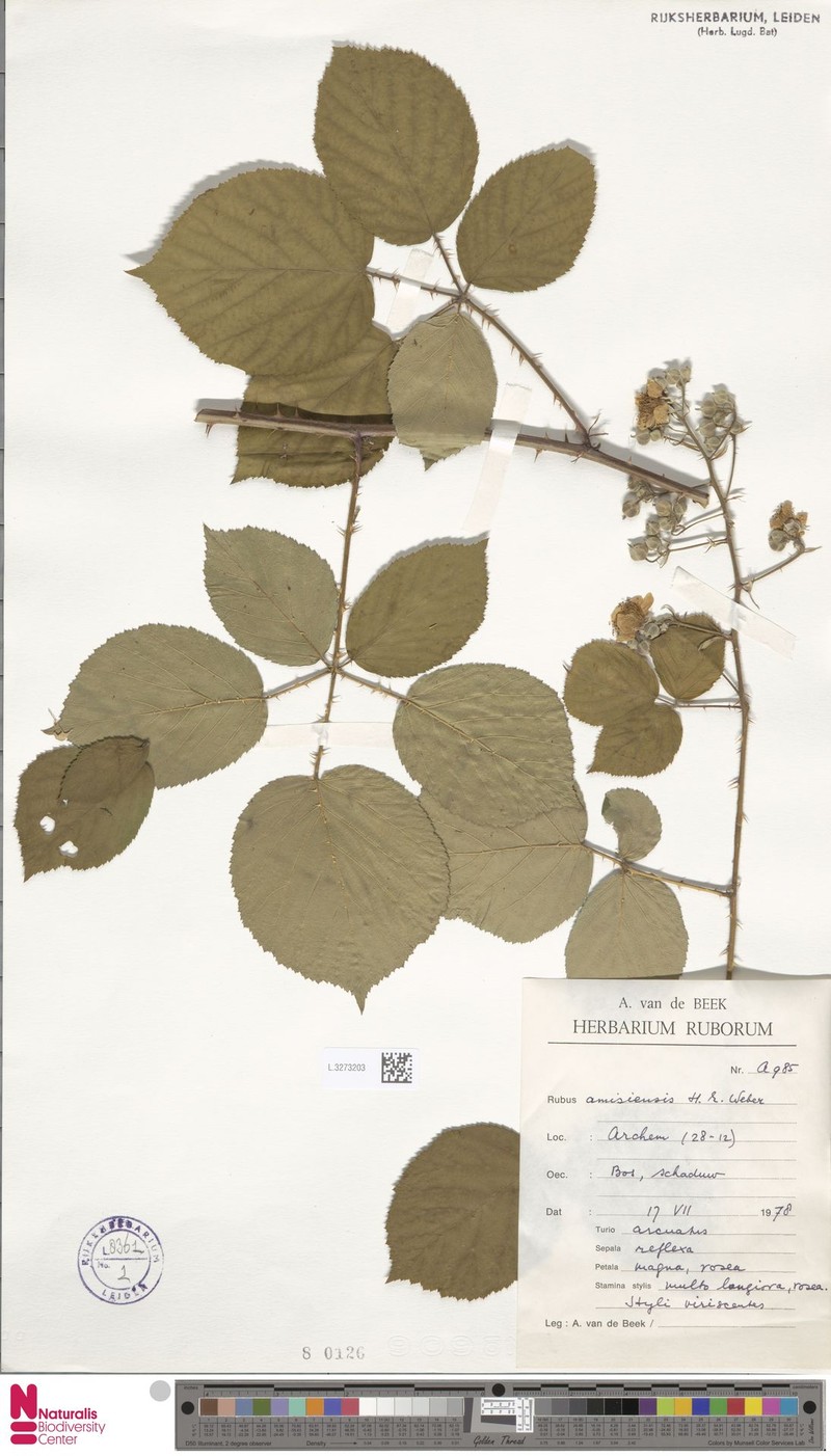 Rubus amisiensis photo 4