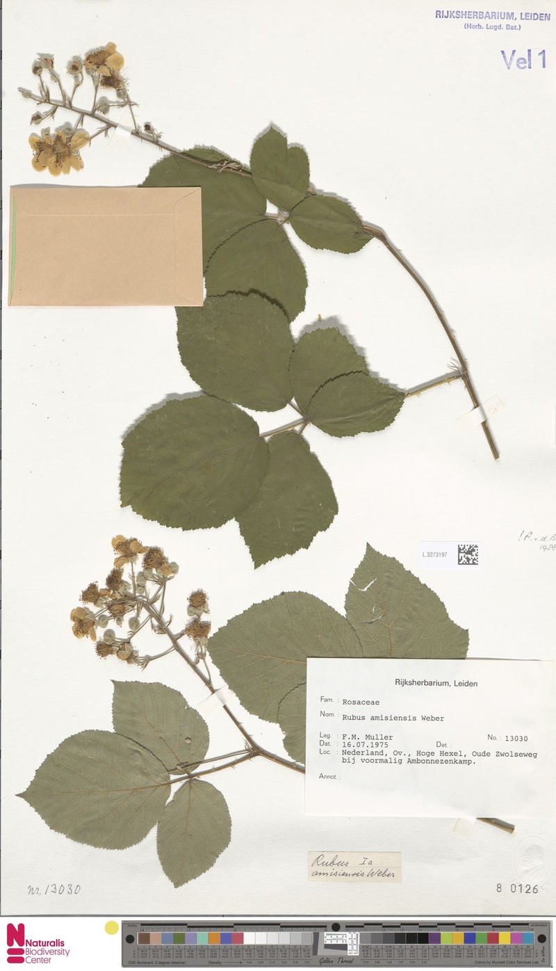 Rubus amisiensis photo 5