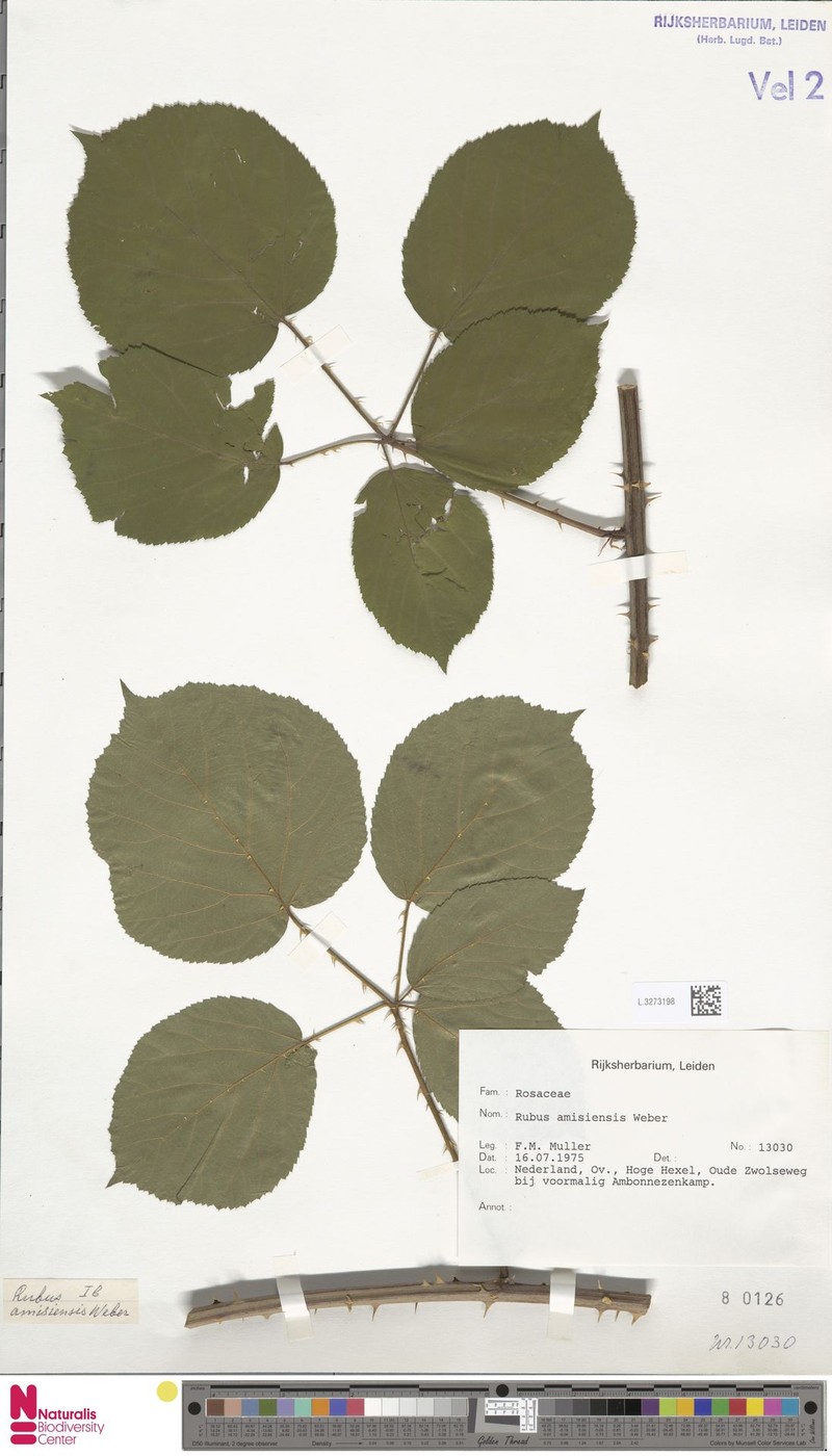 Rubus amisiensis photo 6