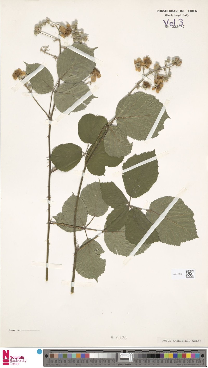 Rubus amisiensis photo 7